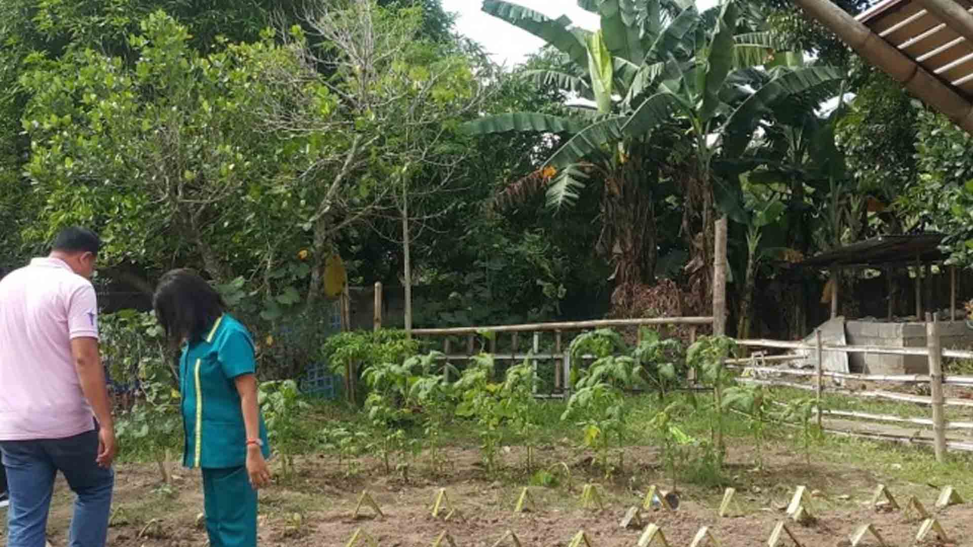 125 Iloilo Schools Implement Vegetable Gardening Project | The Mindanao ...