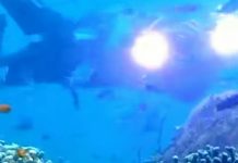Lanao Del Norte Town Develops Key Diving Tourism Site