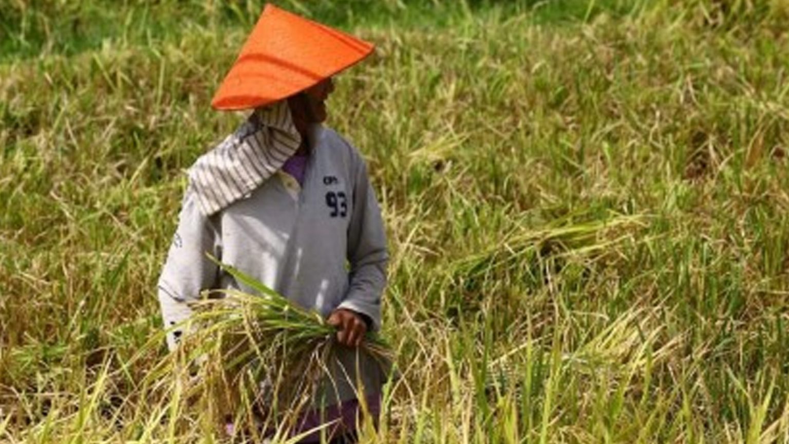 Mindanao Rice Agriculture Sector Braces For Worst El Niño Impact - The Mindanao Life